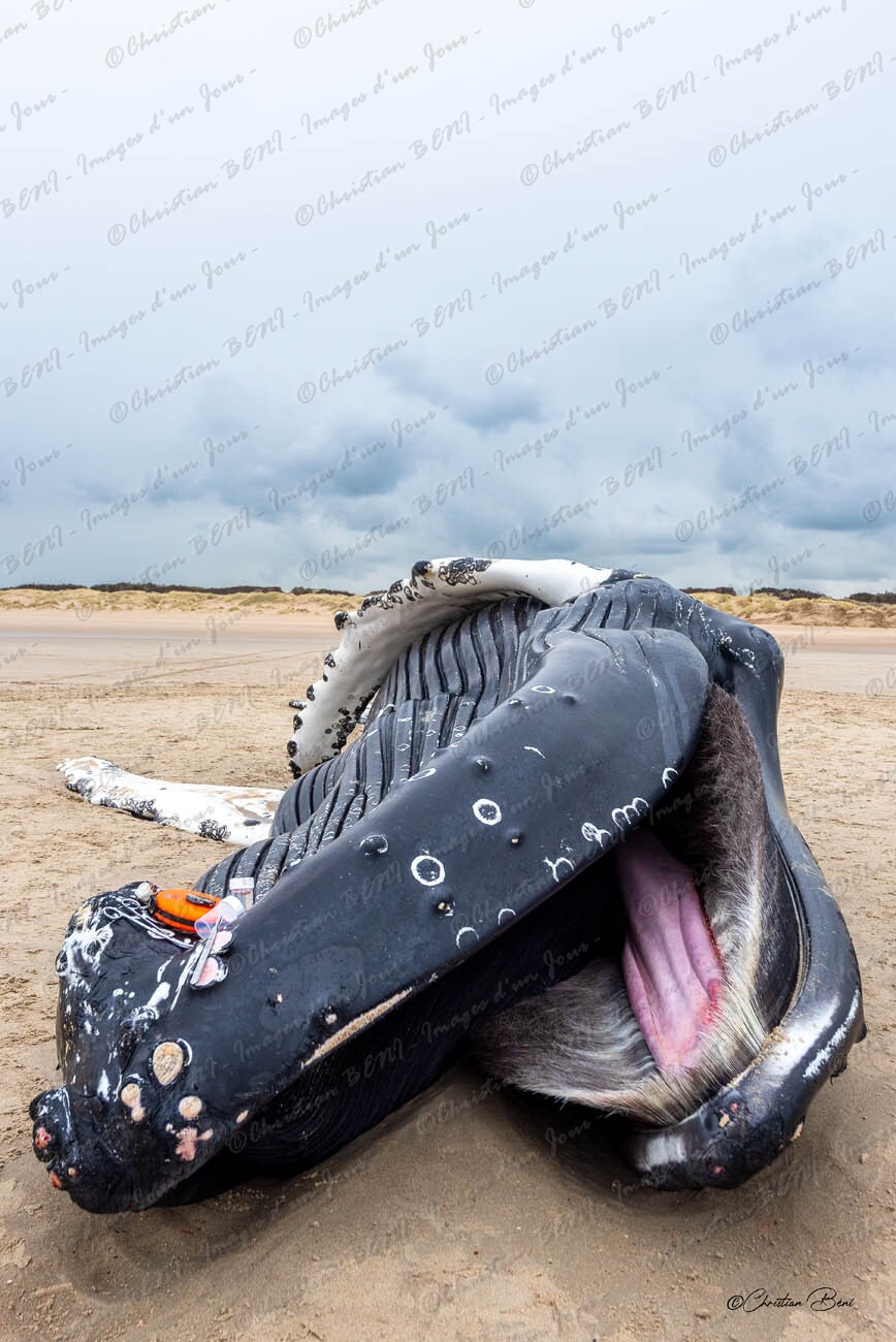 CB7_7496_1 
