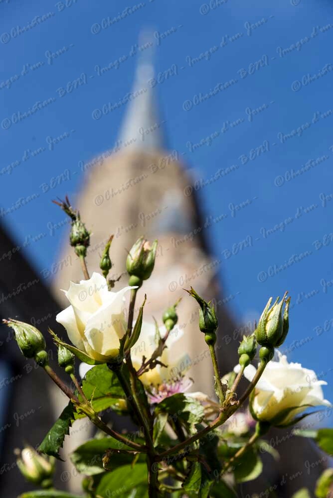 _CB75666 