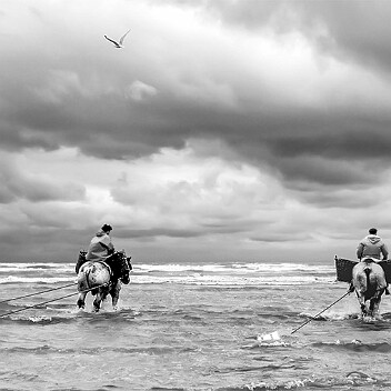 Pêche à la crevette (3)