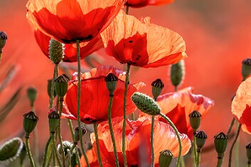 Printemps